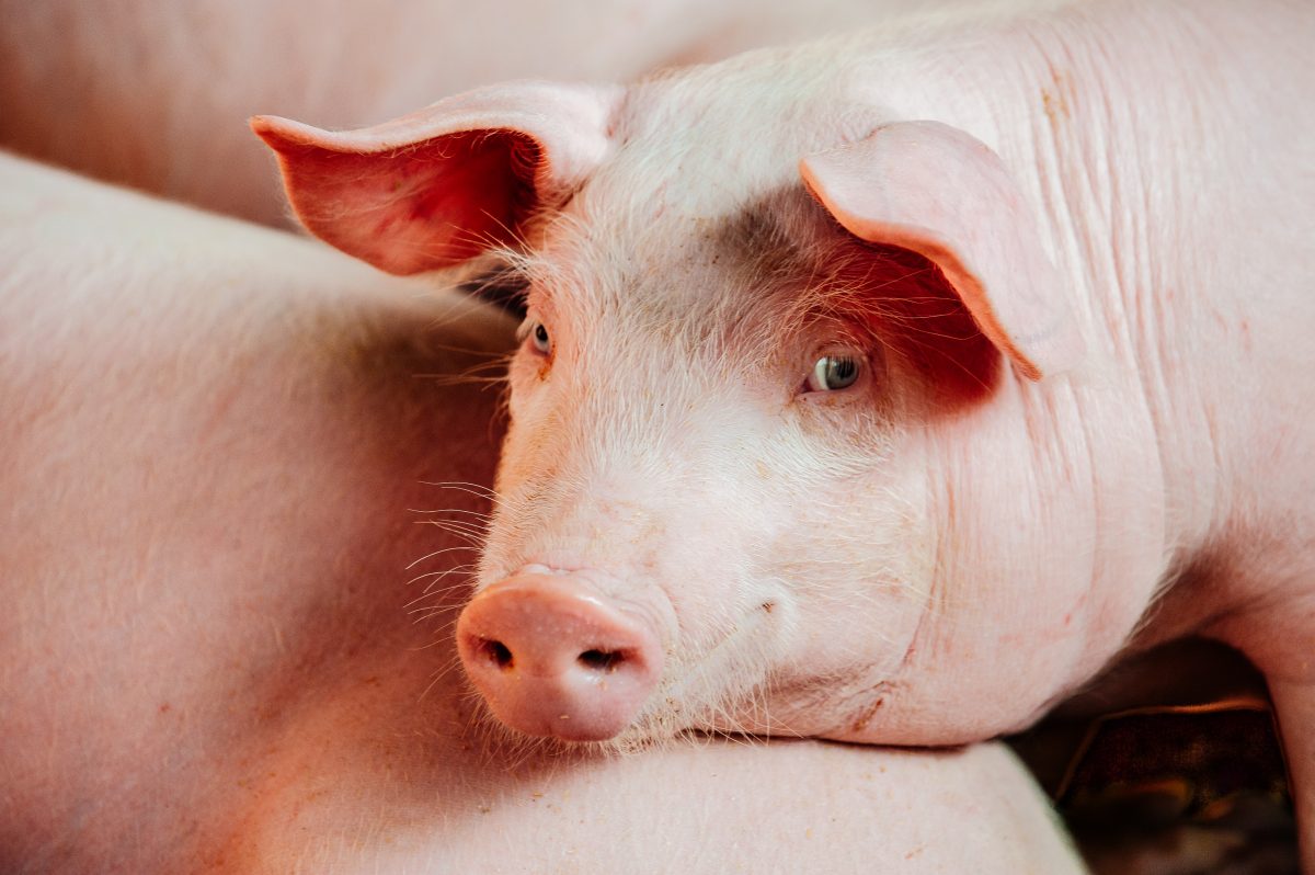 Vergnügungspark zwingt Schwein zu Bungee-Sprung: Shitstorm im Netz