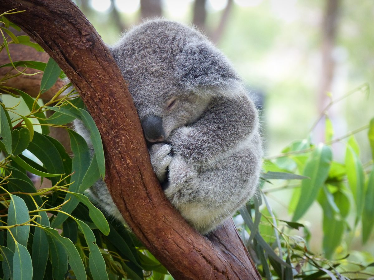 Australien: Mehr als 100 Tierarten auf „dringende Hilfe“ angewiesen