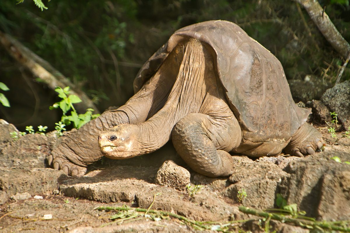 Ausgestorben geglaubte Riesenschildkröten auf Galapagos-Inseln entdeckt