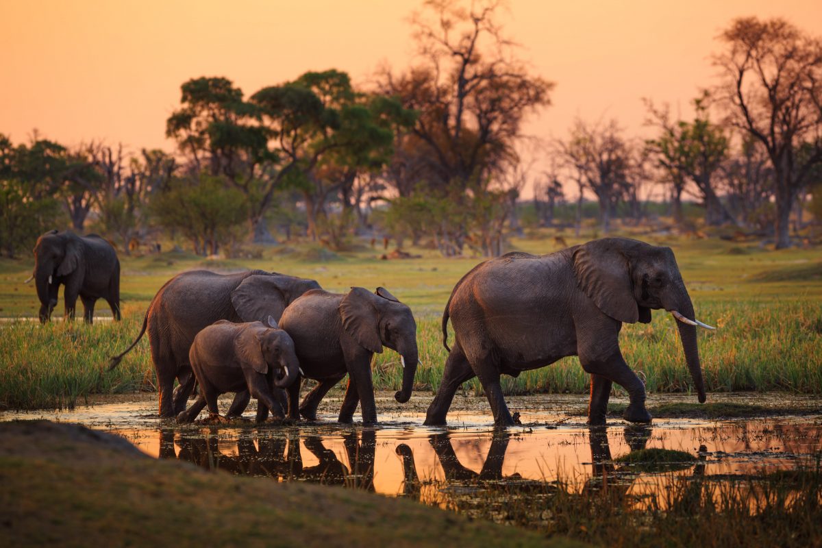 Botswana versteigert wieder Elefantenjagd-Lizenzen