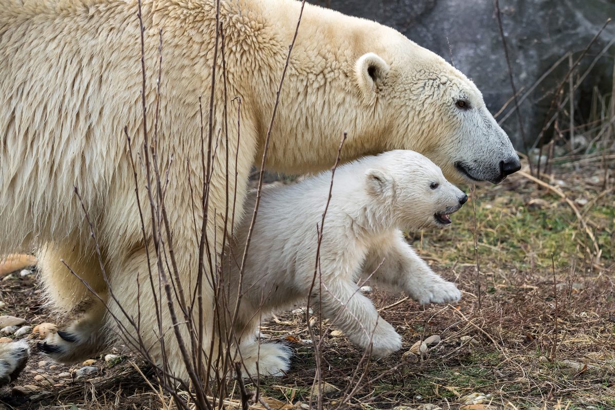 Eisbär-Baby in Schönbrunn ist ein Weibchen: Namenssuche beginnt