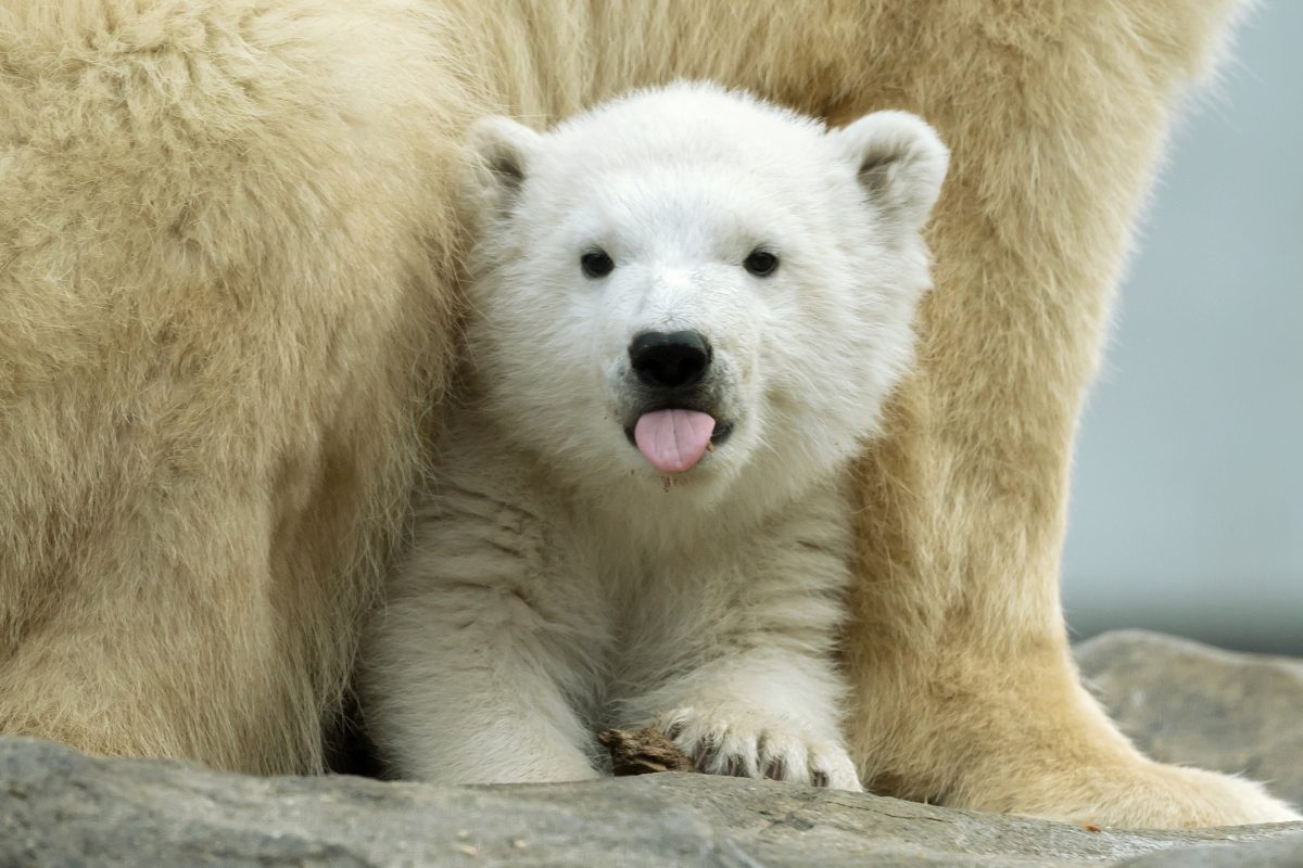 Eisbär-Baby in Schönbrunn hat einen Namen