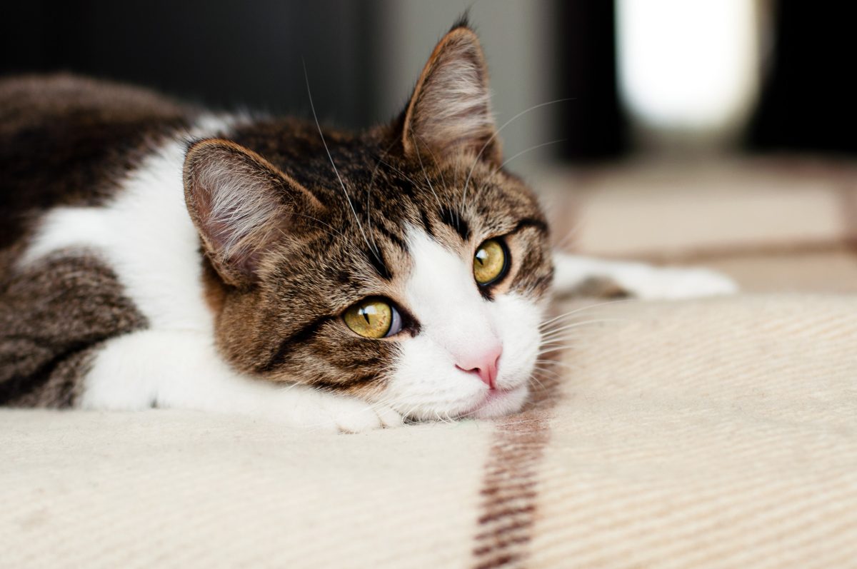 Katze Versteckt Sich Unterm Bett