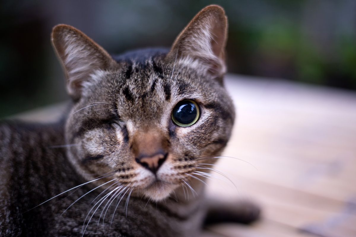 Dieser Katze wurde mit einem Luftgewehr ins Auge geschossen