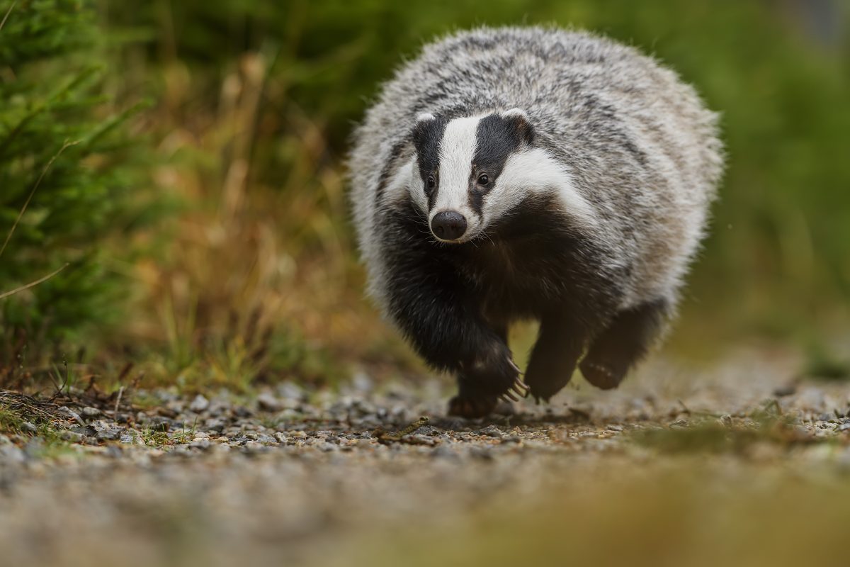 In diesem Video gehen ein Dachs und ein Koyote zusammen auf Jagd