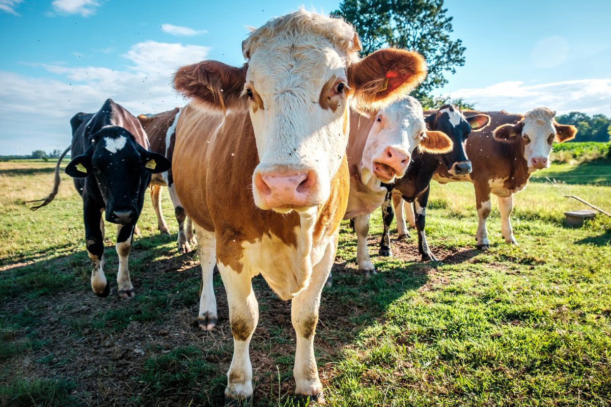 Gesichtsmasken für Kühe sollen gegen Klimawandel helfen