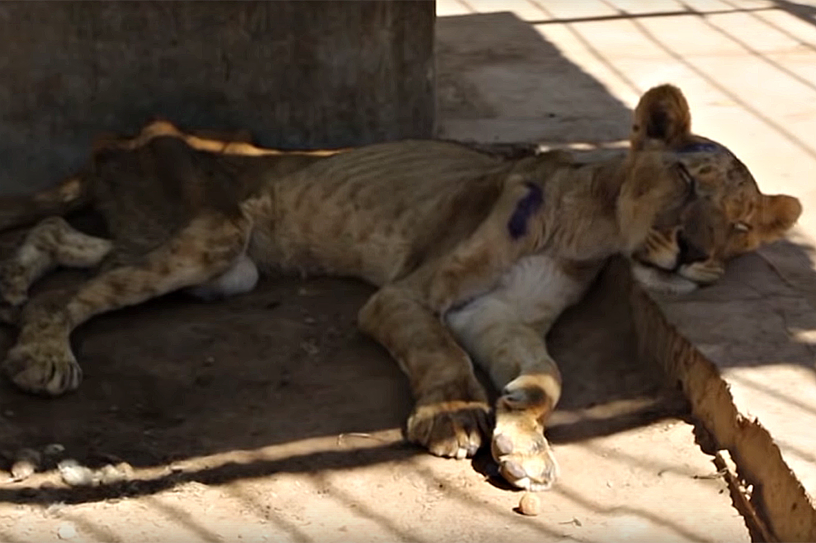 Qualen im Zoo: Löwin ist im Sudan elend verhungert