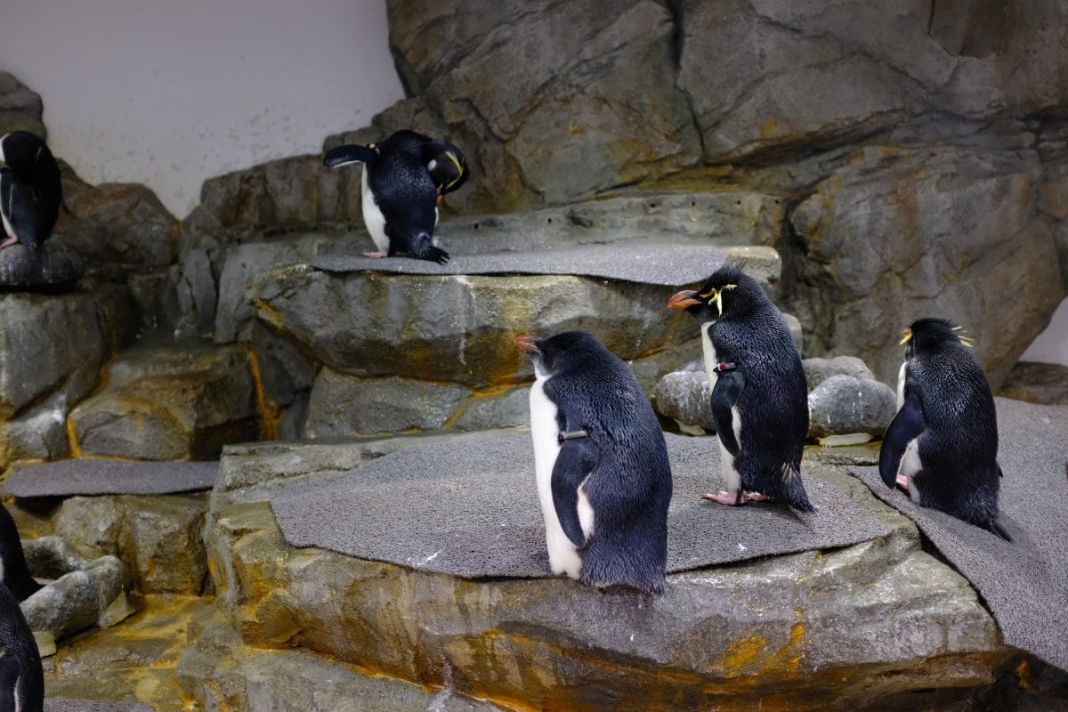 Aquarium in Chicago gesperrt: Pinguine erkunden Zoogehege