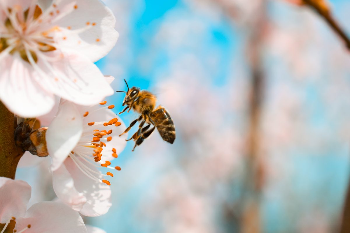 Bienen haben verschiedene Dialekte