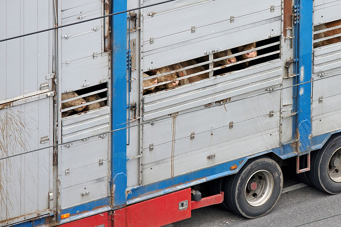 Corona-Krise: Staus an den EU-Grenzen – Tiertransporte werden zu „Höllenfahrten“