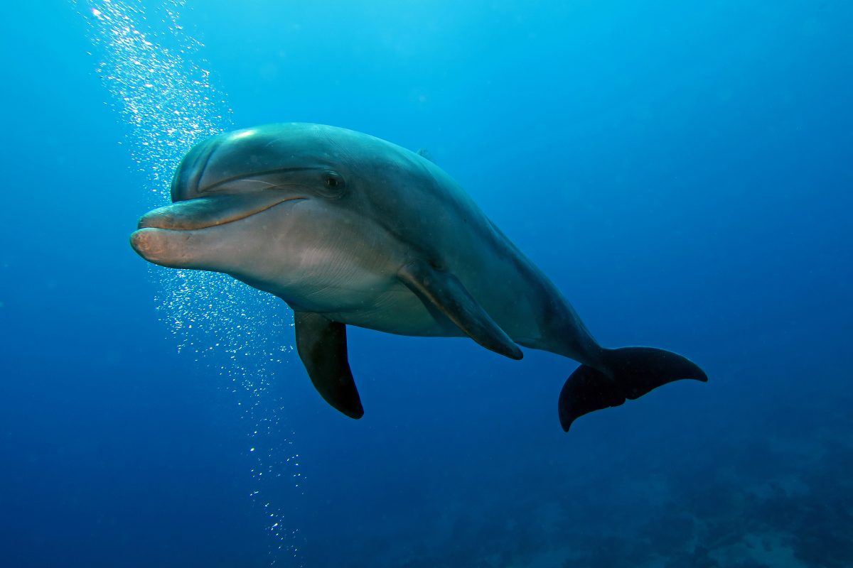 Rätselraten um Delfinsterben in Namibia