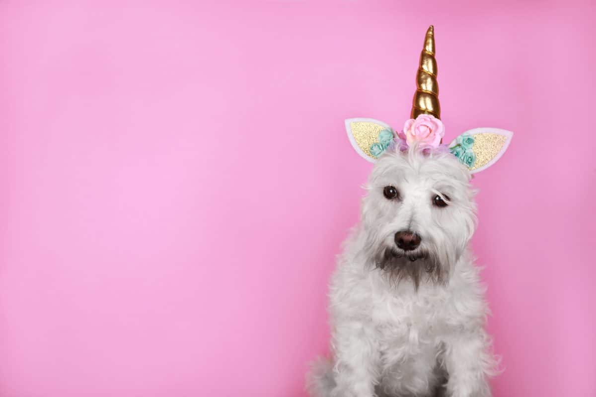 Dieser Hund hat ein Ohr mitten auf dem Kopf und sieht aus wie ein Einhorn