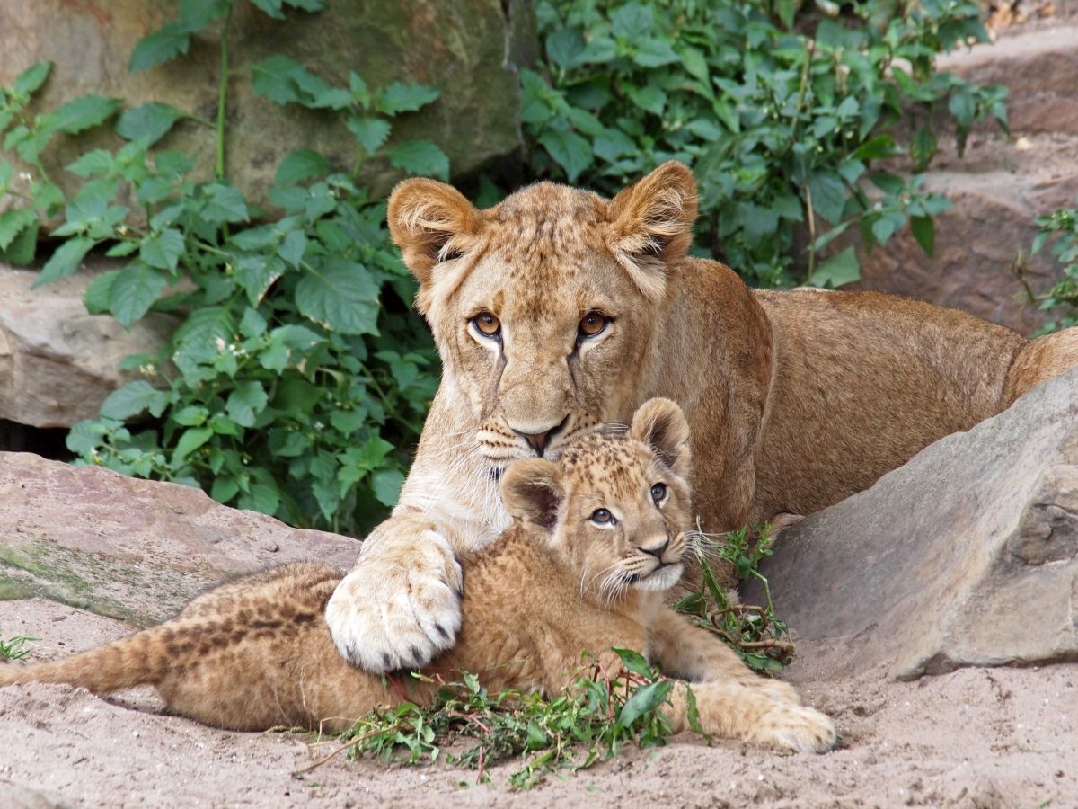 Leipziger Zoo: Löwin tötet zwei ihrer Jungen