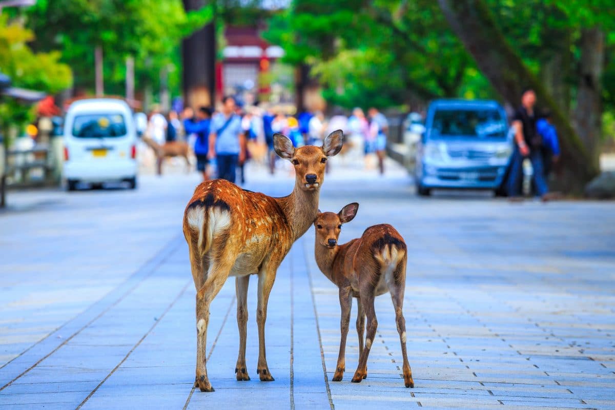 Japan: Nara-Hirsche verlassen Tierpark und spazieren durch die Stadt