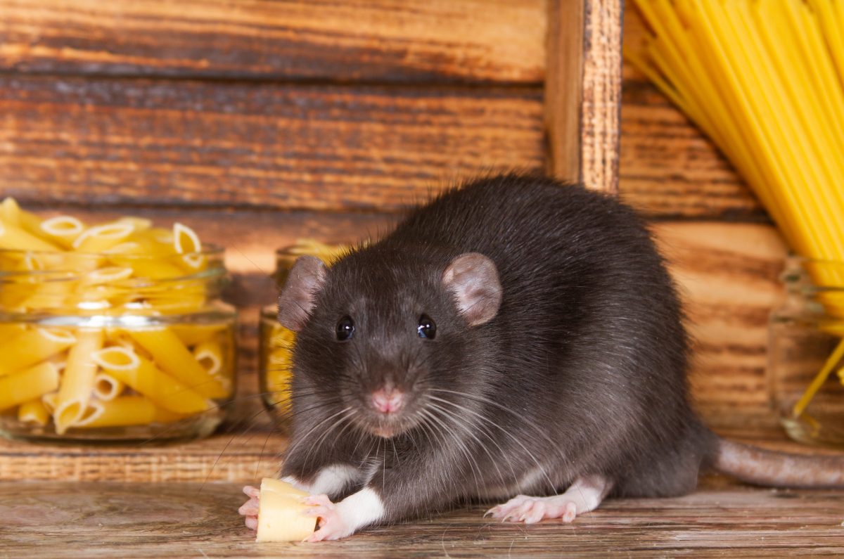 In New York fressen Ratten Bagels, in Paris hingegen Croissants