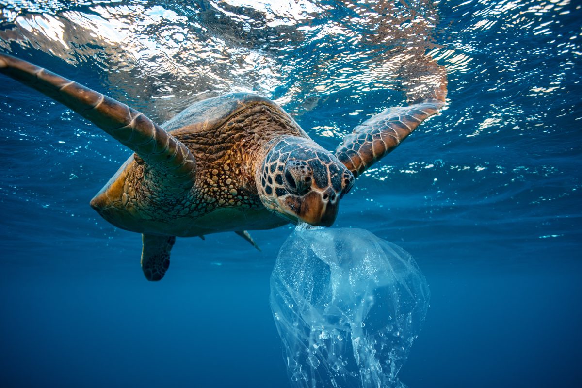Plastik riecht für Schildkröten wie Nahrung