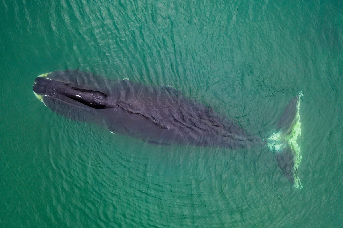 Forscher wollen Wale künftig aus dem All beobachten