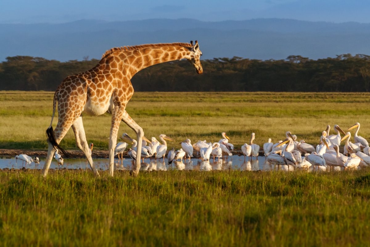 Seltene weiße Giraffe und Baby in Kenia getötet