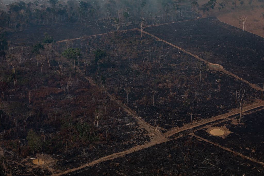 Im Schatten des Coronavirus: Die Abholzungen in Amazonien sind stark gestiegen