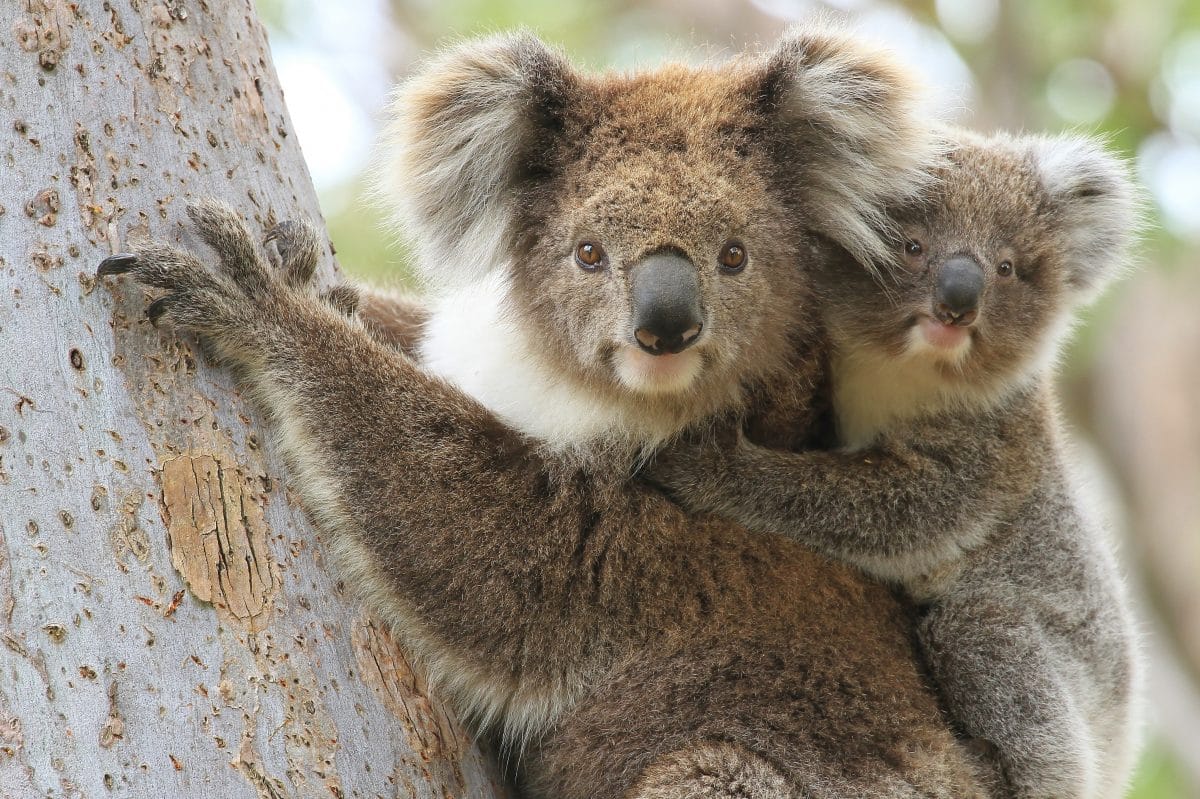 Australien: Koalas nach Buschfeuern geheilt und in Wildnis entlassen