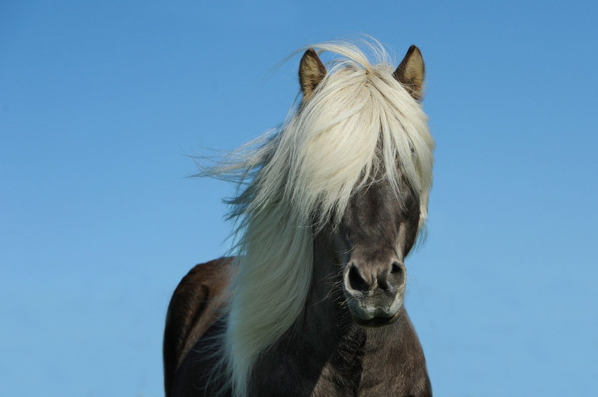 Pony nachschneiden: So bekommst du es selbst hin