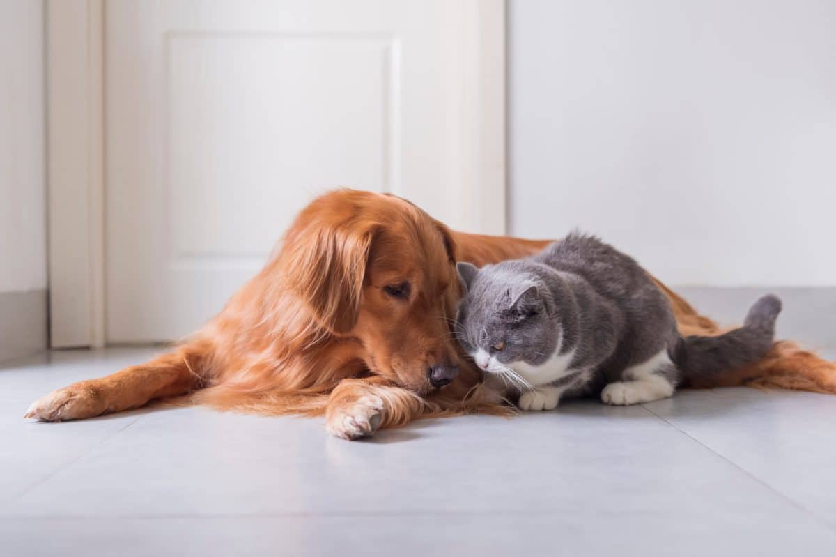 Erste Großstadt in China verbietet das Essen von Hunden und Katzen