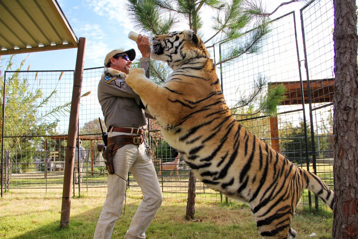 Donald Trump will Tiger King Joe Exotic begnadigen