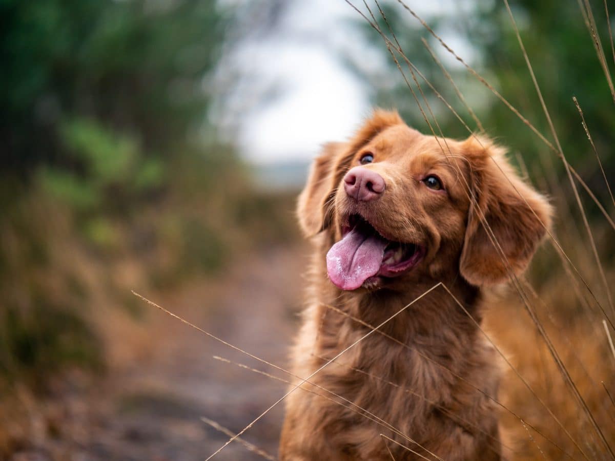 Reaktion auf Coronavirus in China: Hunde dürfen nicht mehr gegessen werden