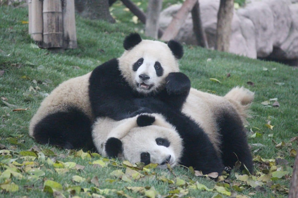 Hongkong: Pandas in Zoo haben wieder Sex, weil keine Besucher stören