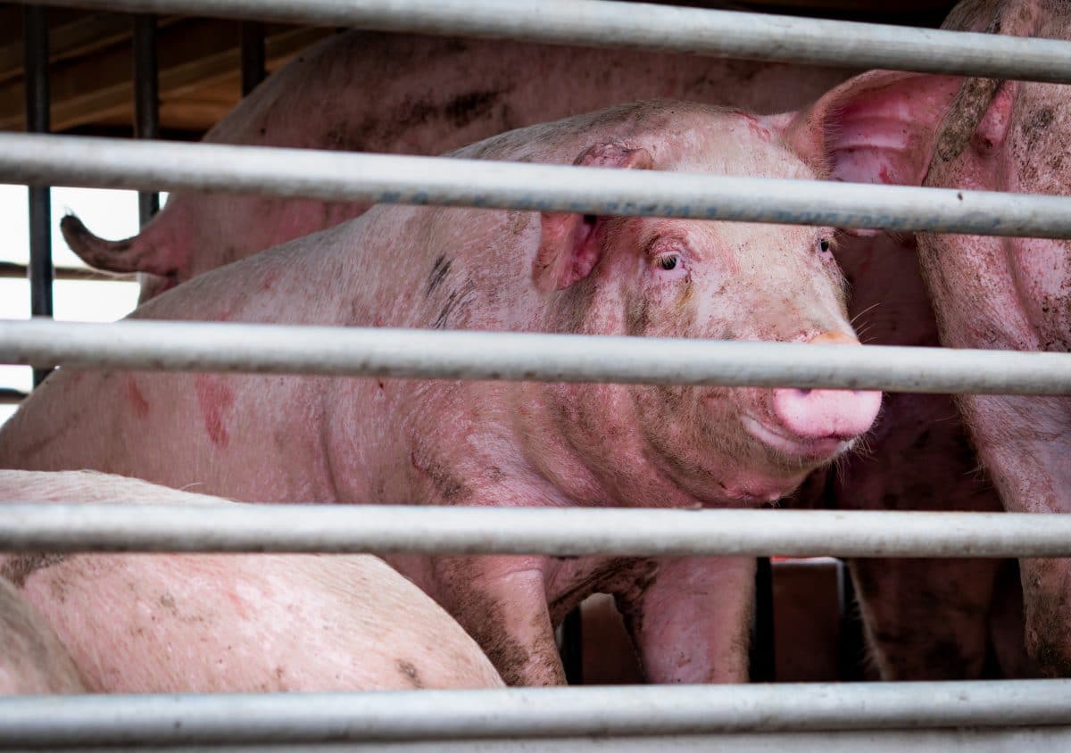 Die Natur wehrt sich: Uns könnten noch schlimmere Pandemien bevorstehen