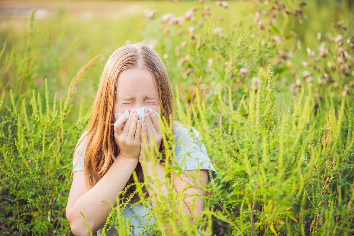 Dieser Käfer soll Ragweed-Allergikern helfen