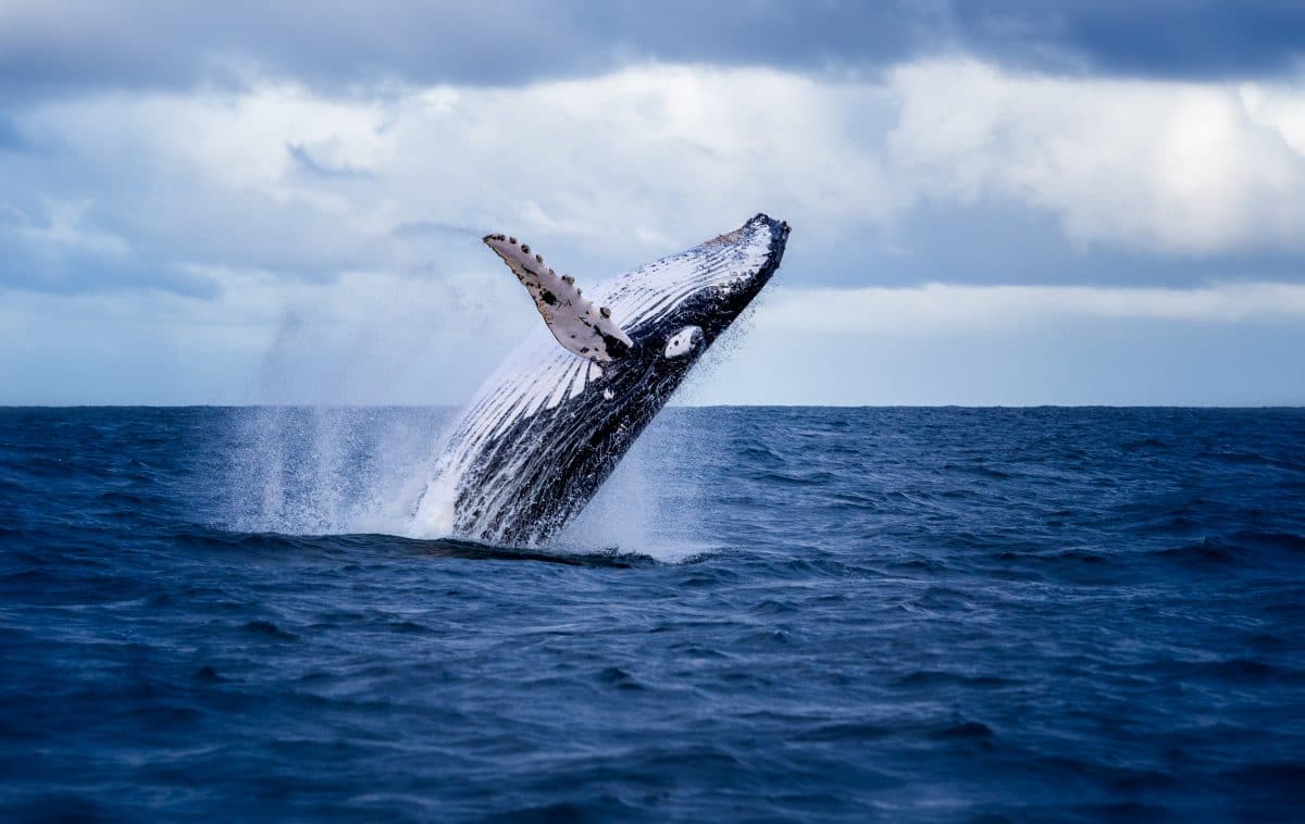 Seltener Anblick: Video zeigt Wale vor Küste Kroatiens