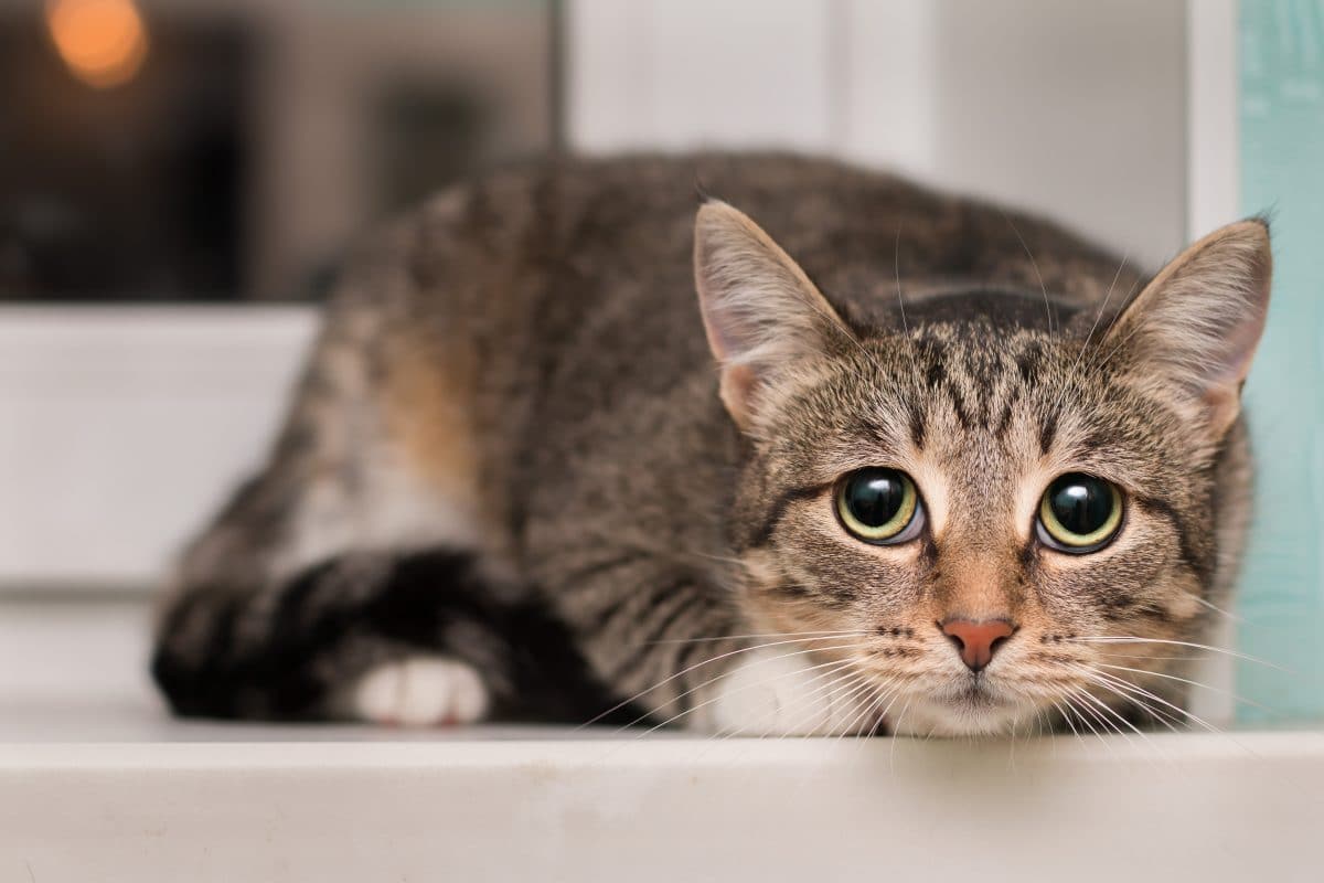 Katze als Fußball missbraucht und getötet