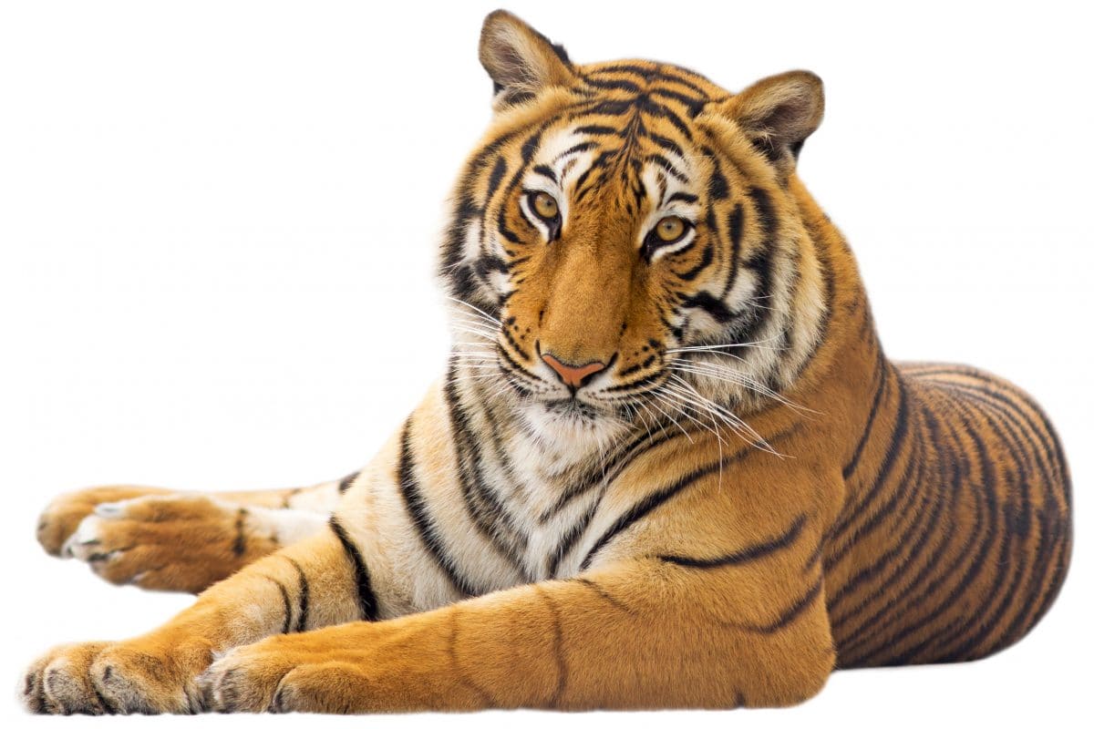 Tiger in New Yorker Zoo mit Corona infiziert