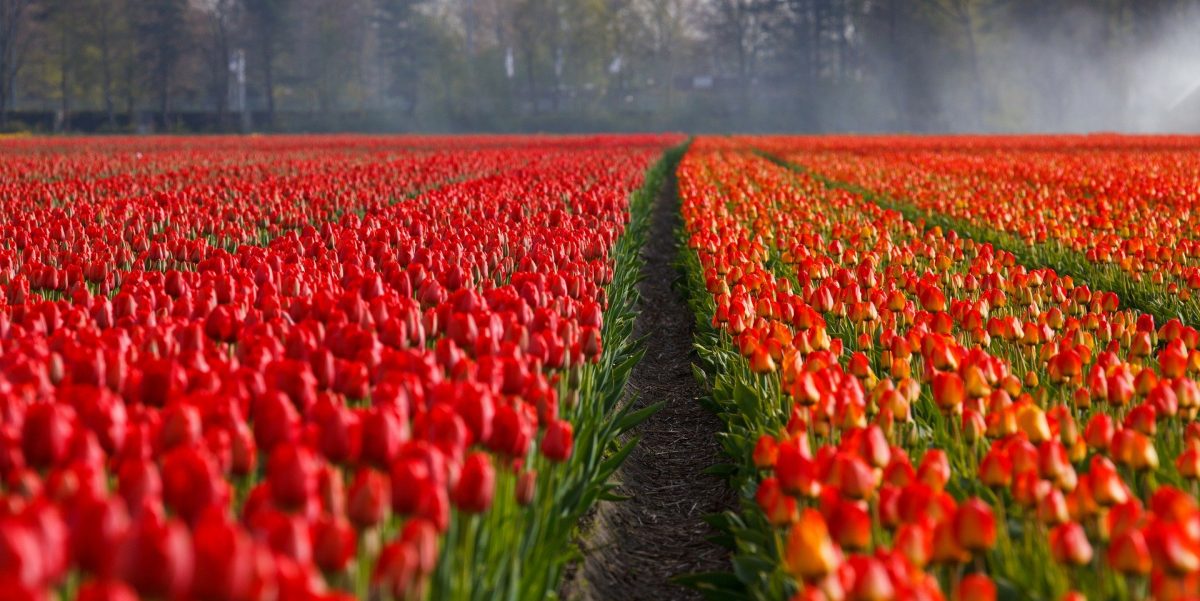 Niederländer schreddern Millionen Tulpen als Reaktion auf das Coronavirus