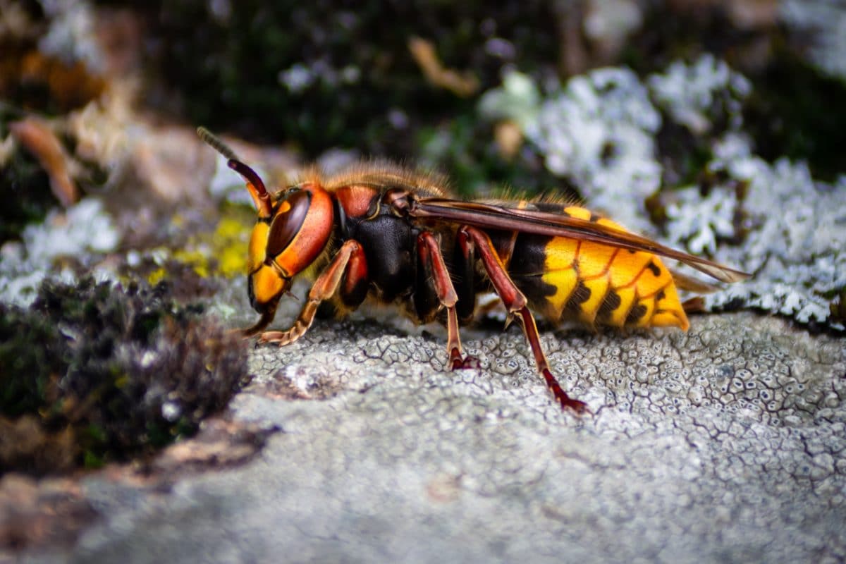 Asiatische Riesenhornissen in den USA gesichtet