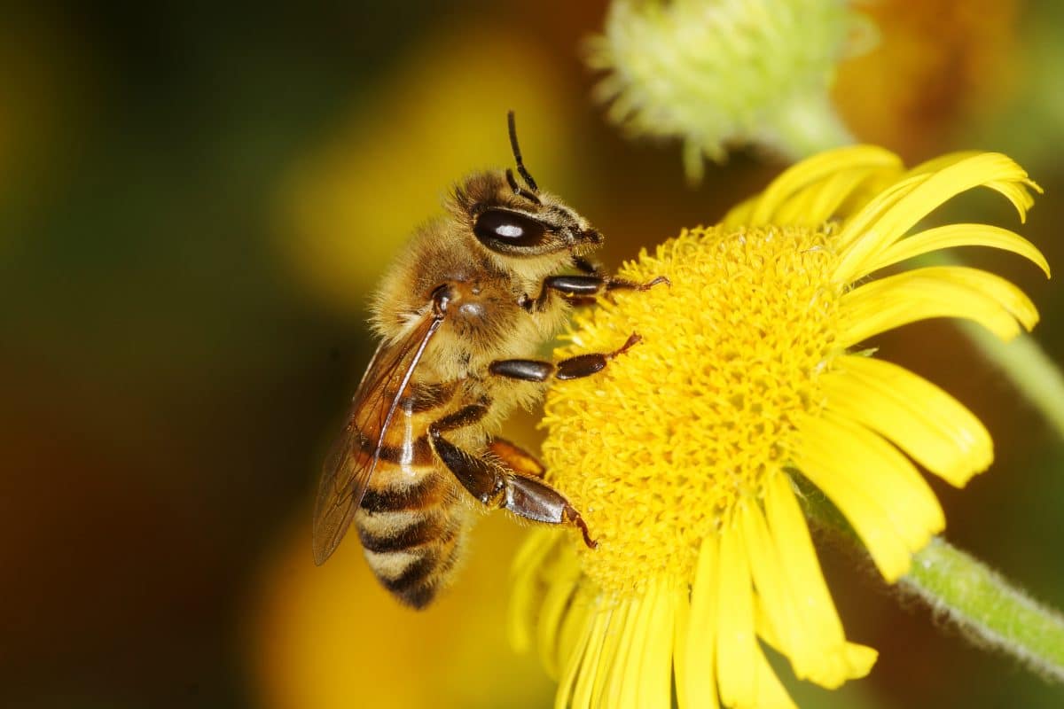 Weltbienentag: 6 spannende Fakten über Bienen