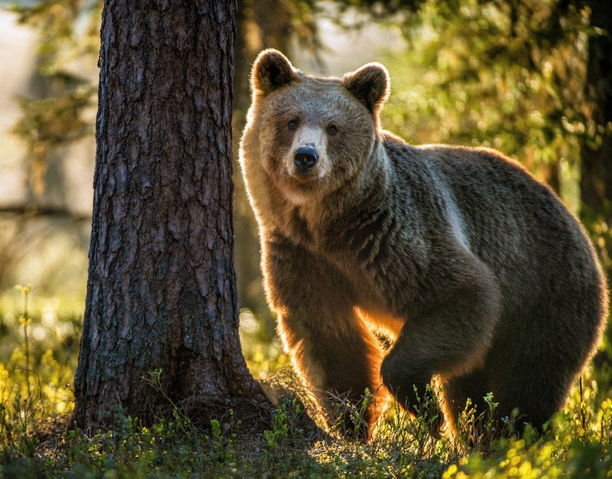 Bären-Alarm in Estlands Hauptstadt: Tiere laufen auf Straße herum