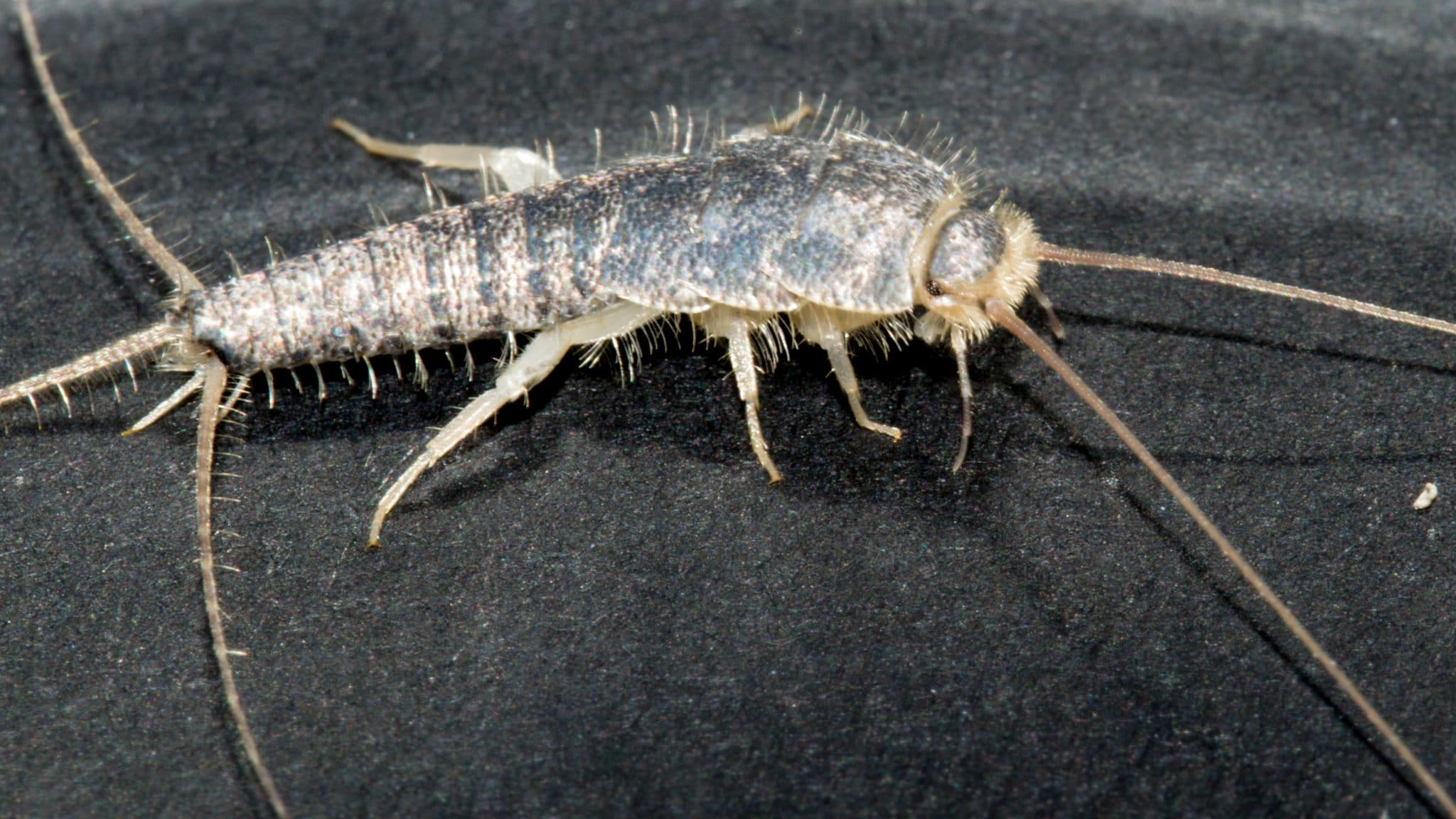 25+ elegant Bilder Wann Kommen Silberfische Silberfische Ist Es Hygiene Mangel / Die