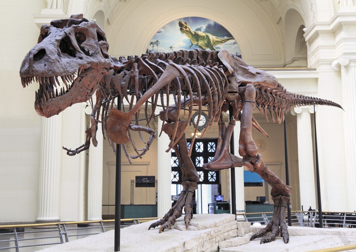 Australien: Student bricht in Museum ein und macht Selfies mit Dinosaurier