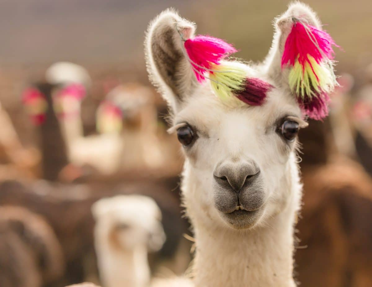 Helfen Lamas bei Corona-Therapie?