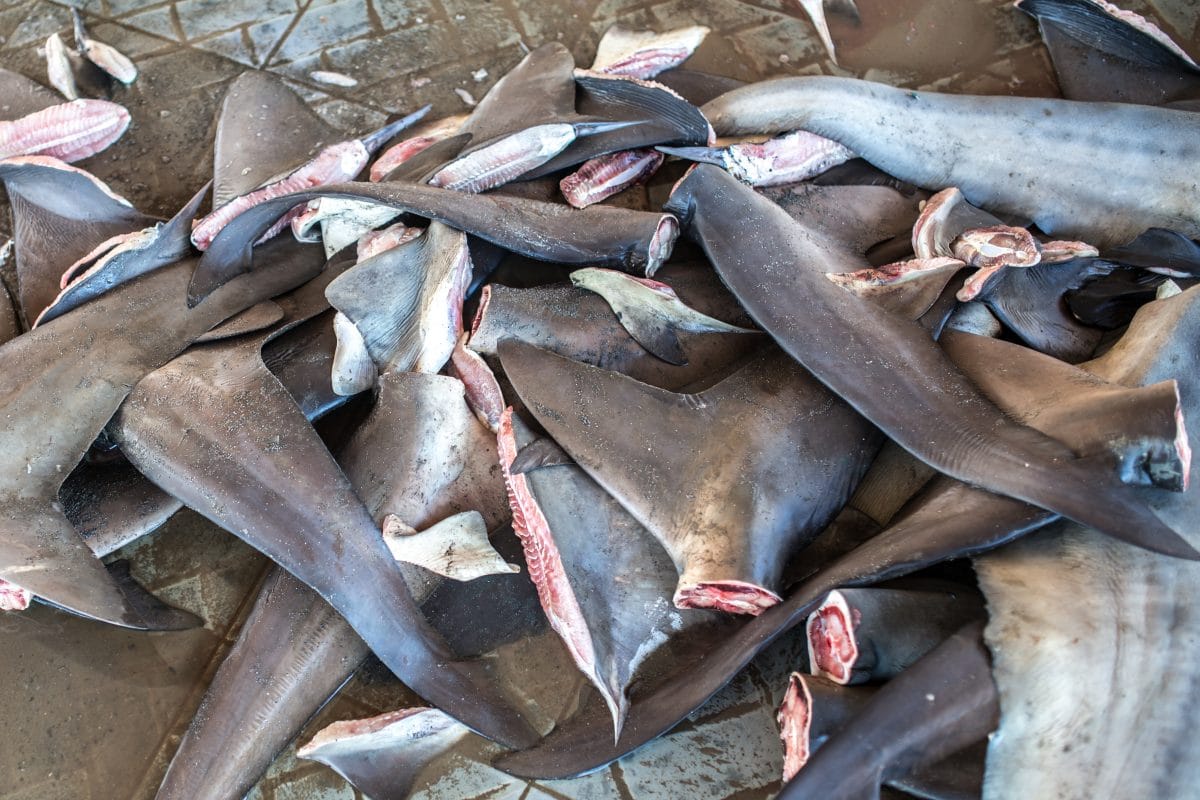 Hongkong: Zollbeamte beschlagnahmen 26 Tonnen Haifischflossen