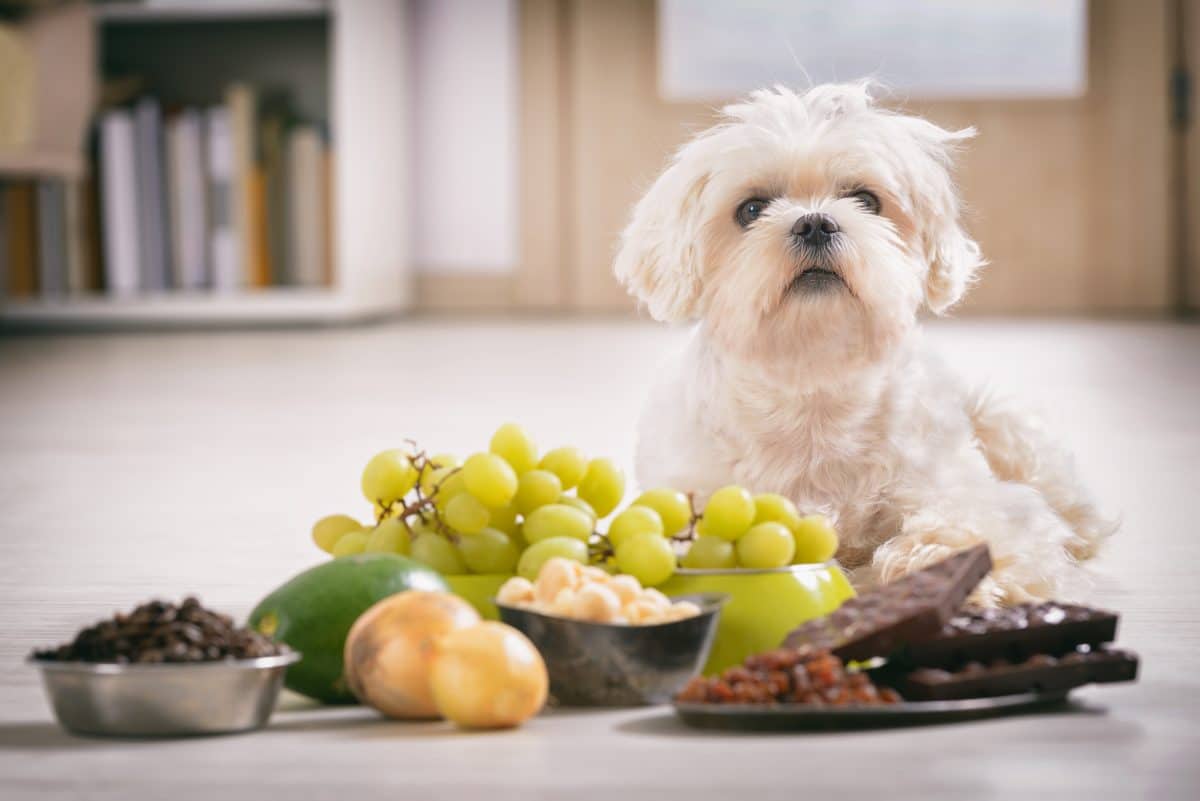 Diese Lebensmittel sind für Hunde giftig und gefährlich