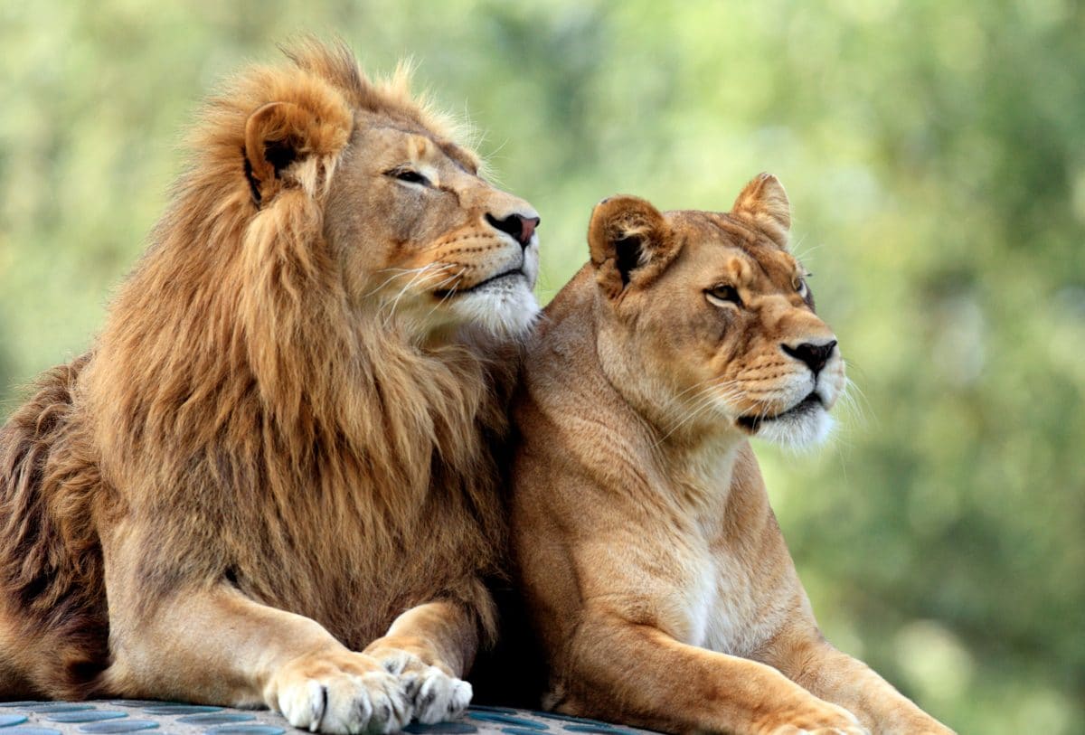 Löwen attackieren Tierpflegerin in australischem Zoo