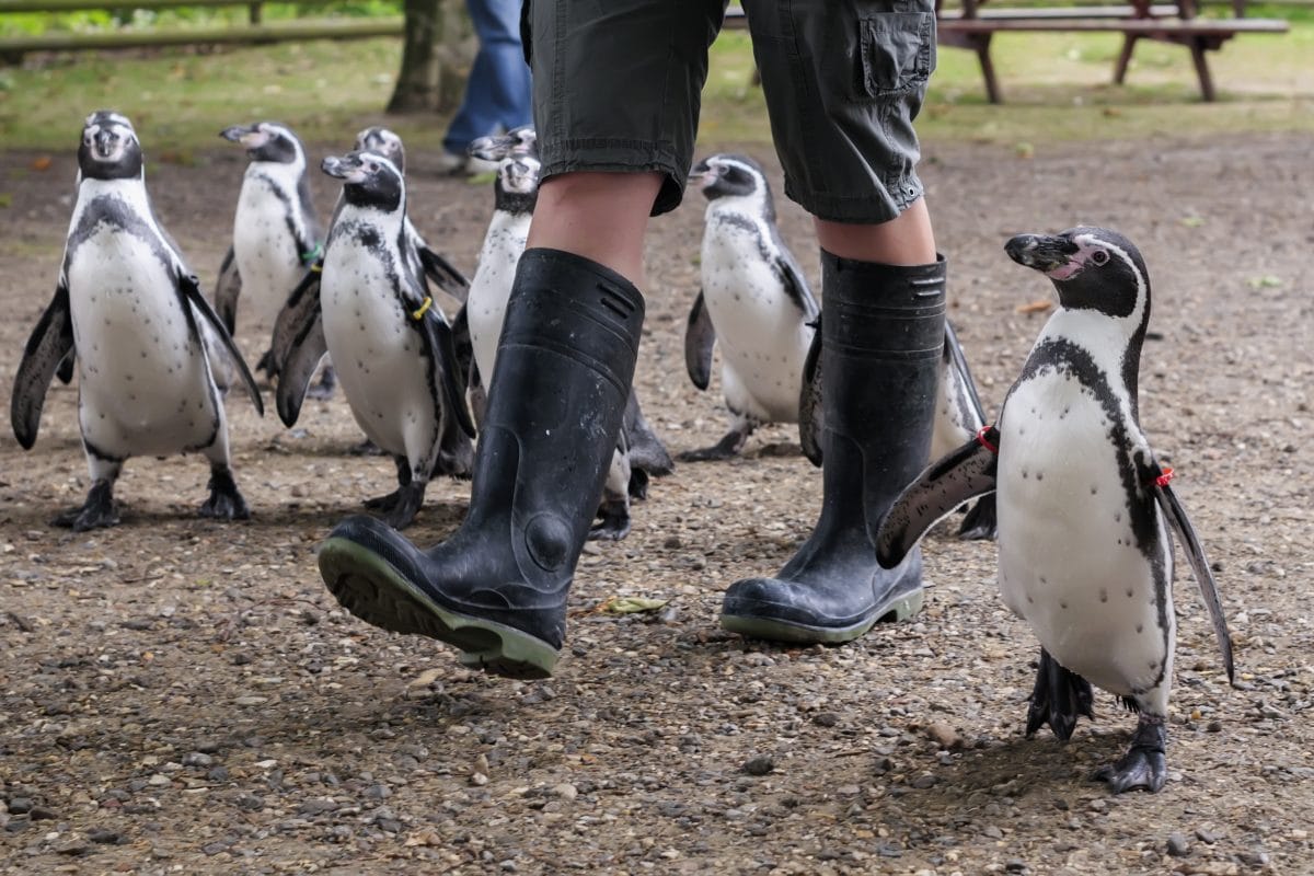 Pinguine bekommen Privatführung durch Kunstmuseum