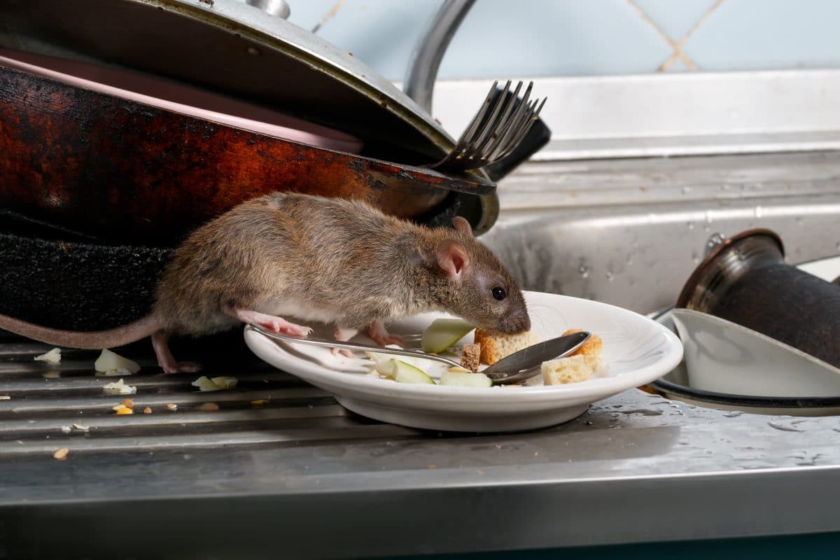 Studie zeigt: Ratten riechen Hunger ihrer Artgenossen