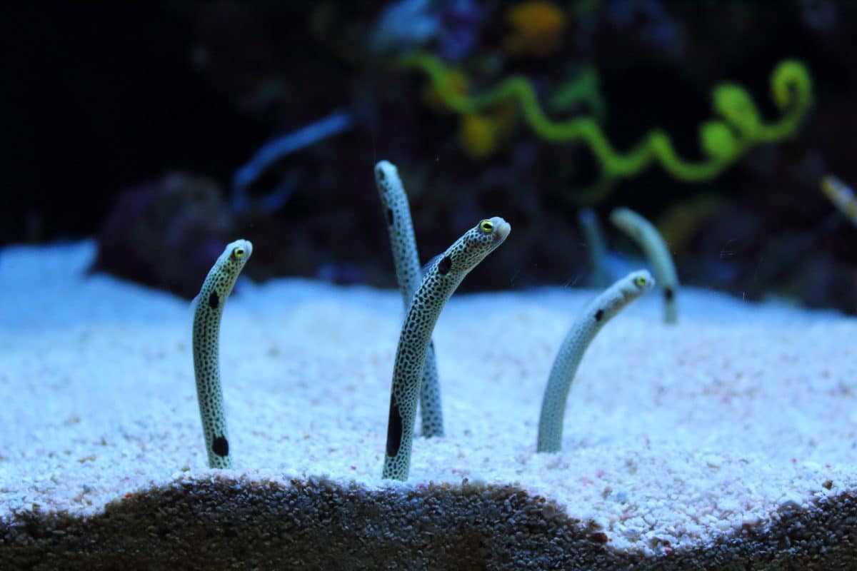 Aquarium sucht nach Freiwilligen für Videochat mit einsamen Aalen