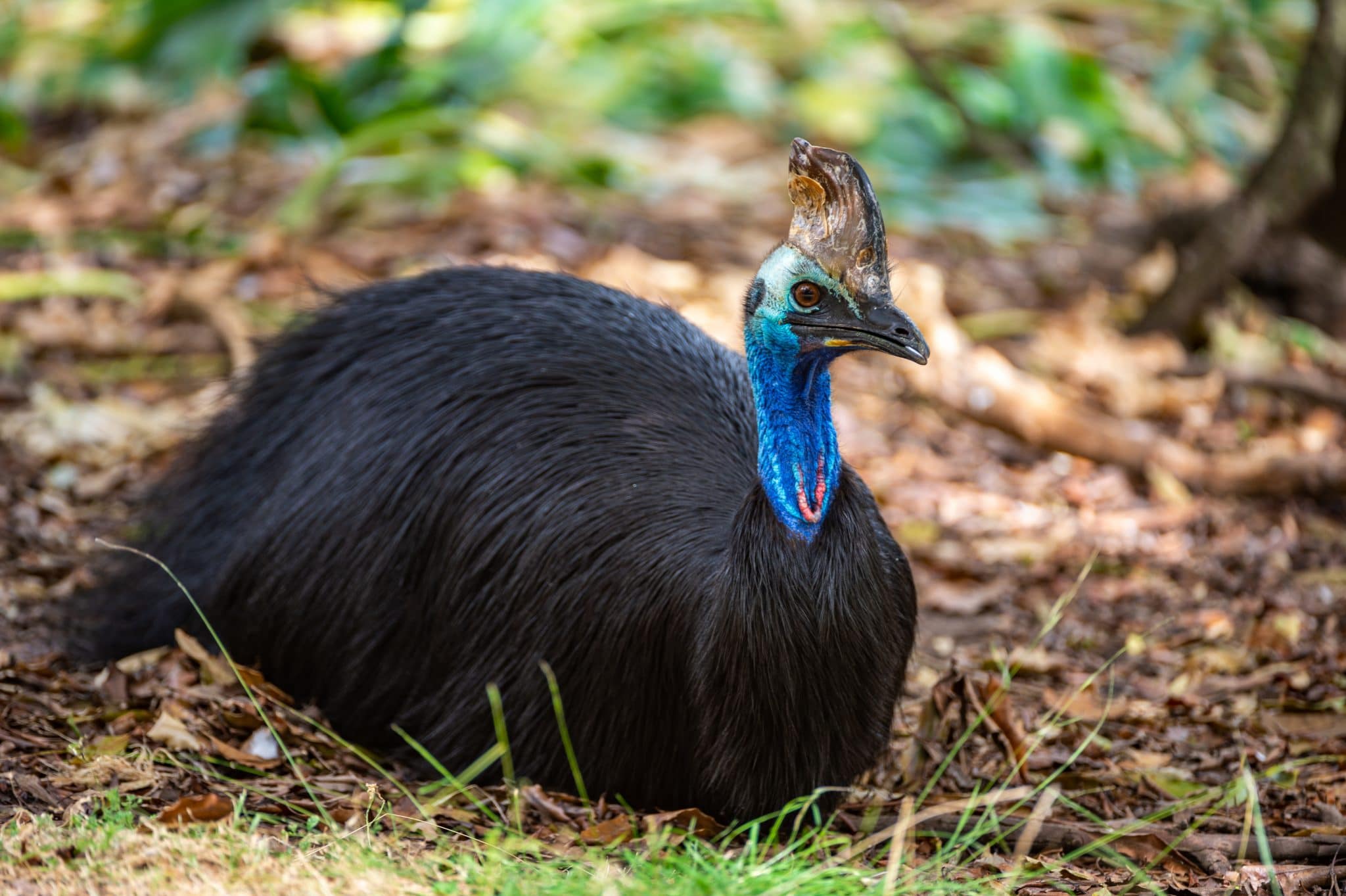 Partnervermittlung für vögel