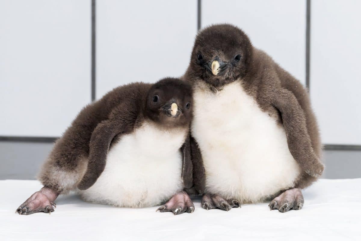 Zehn Pinguin-Küken in Schönbrunn geschlüpft