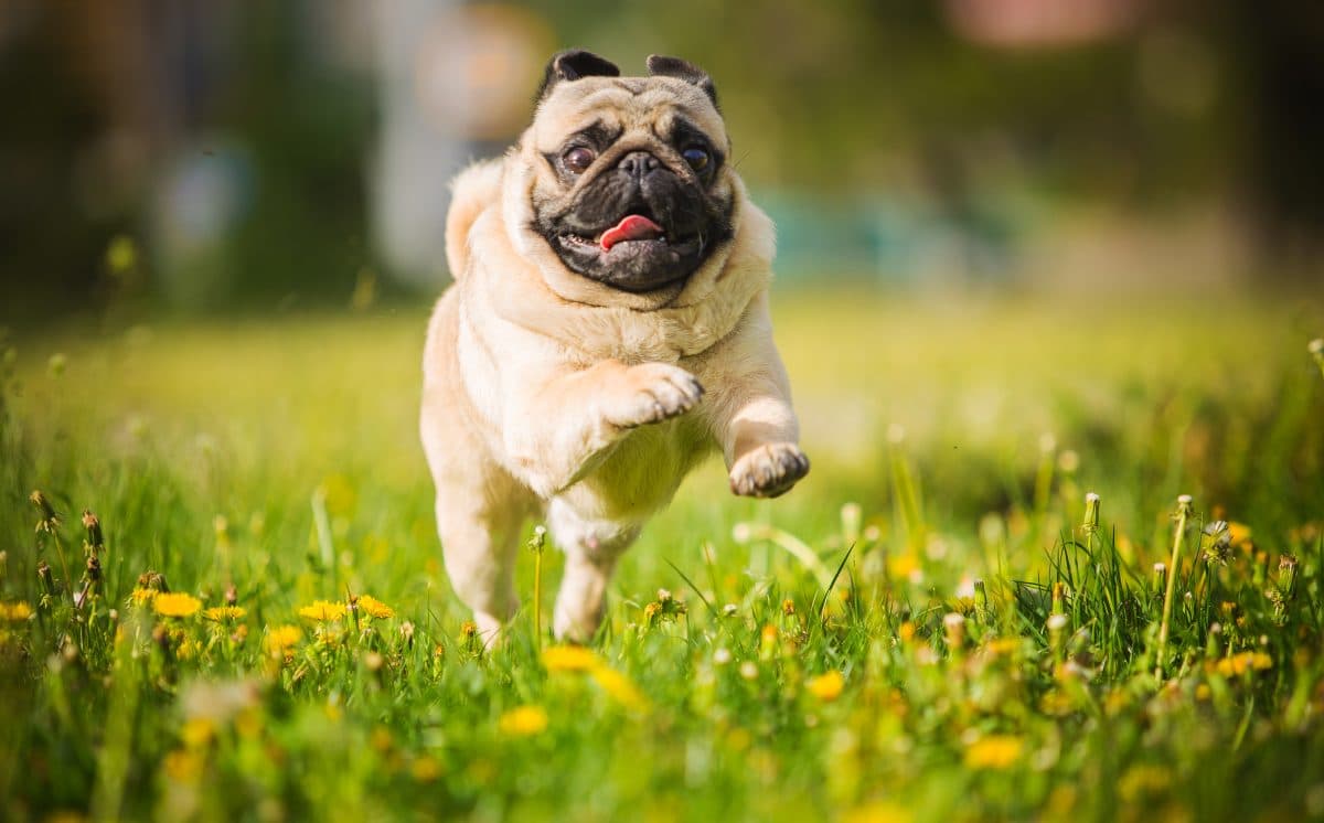 Therapie-Mops Harley hilft im Kampf gegen Coronavirus